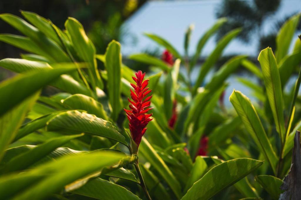 Caraibes Cottage Grenat Piscine Privee 900M De Grande Anse Deshaies Zewnętrze zdjęcie