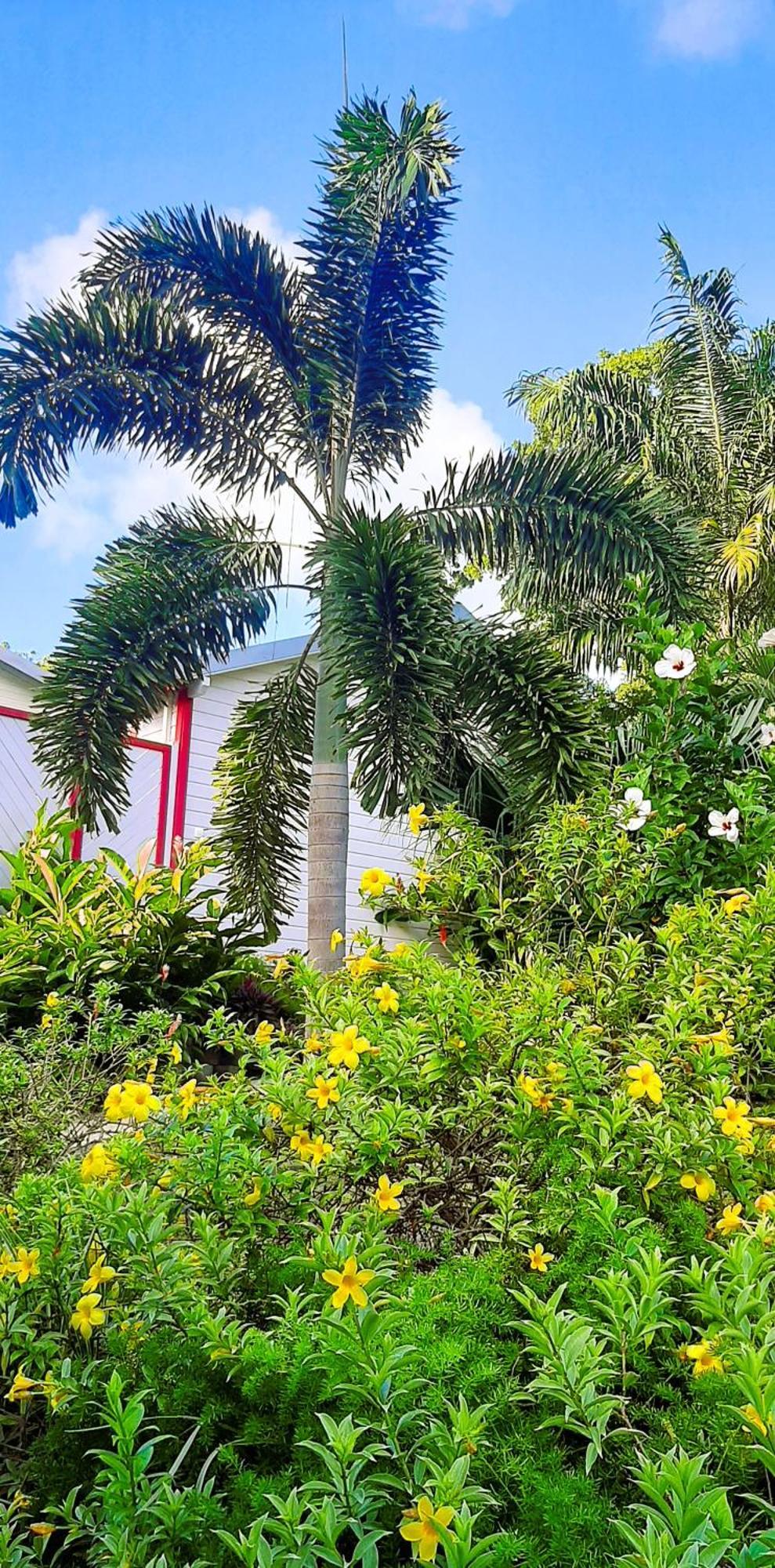 Caraibes Cottage Grenat Piscine Privee 900M De Grande Anse Deshaies Zewnętrze zdjęcie